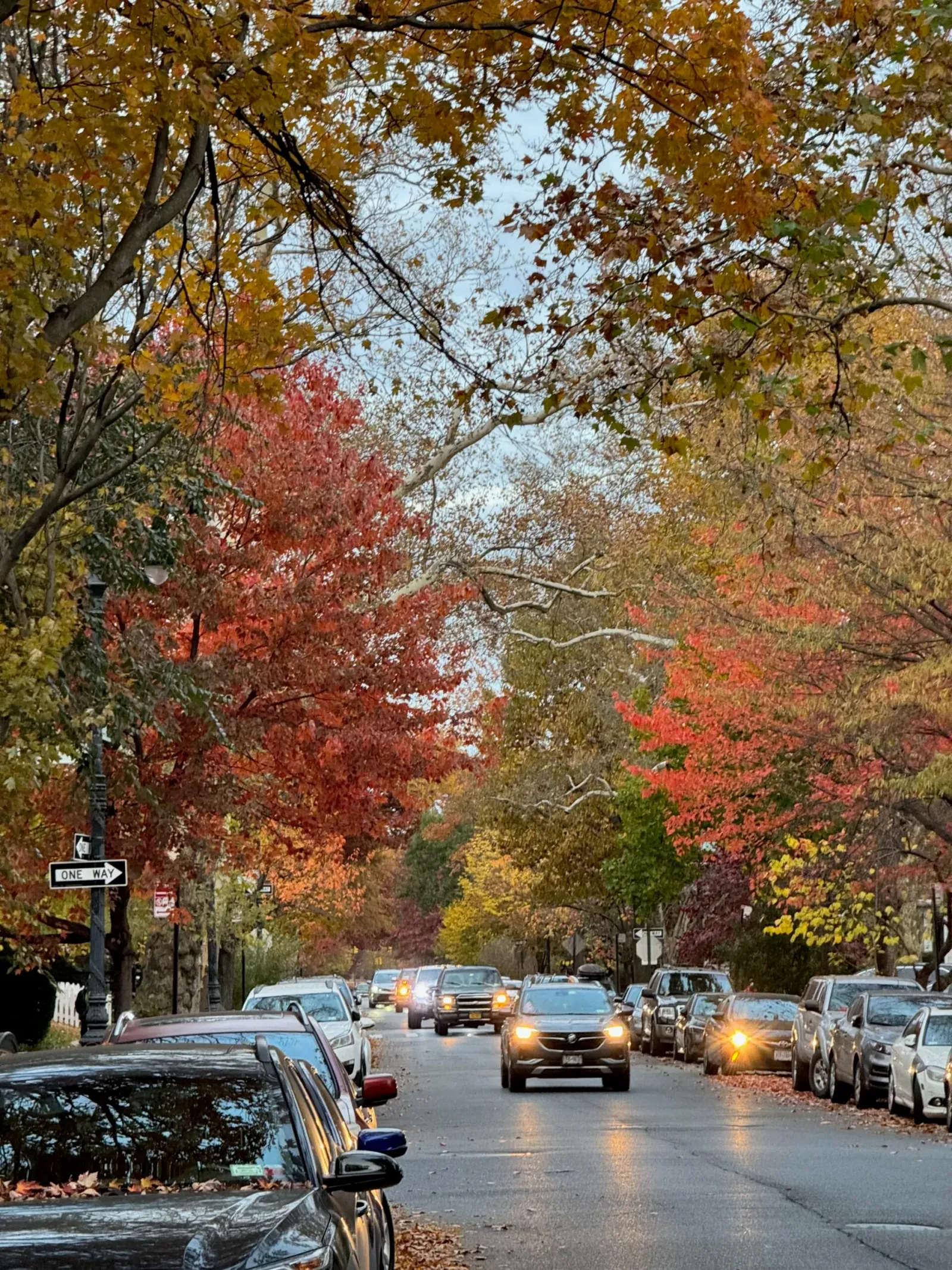 Headlights coming down Dorchester Road under fall leaves